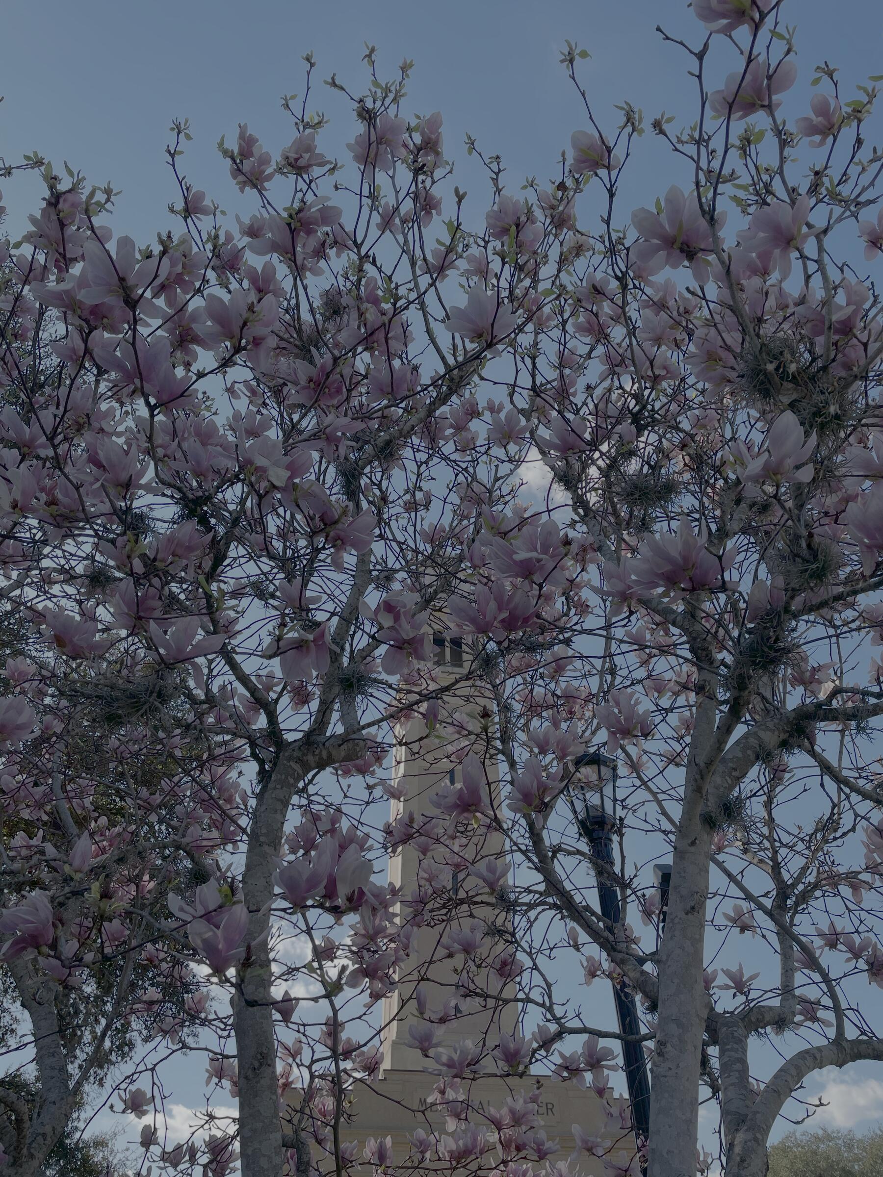LSU Tower through magnolia blossoms