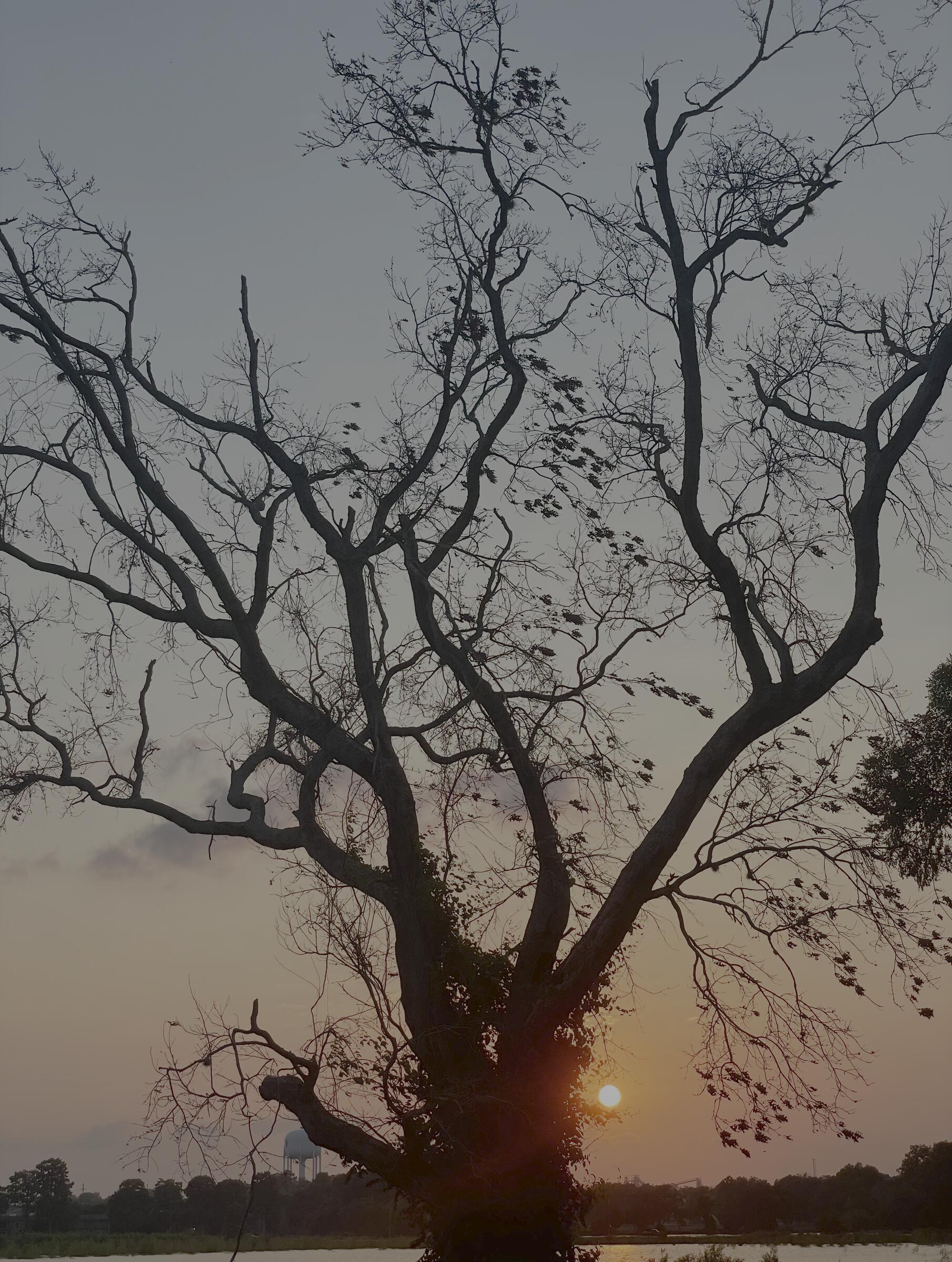 Tree silhouette at sunset