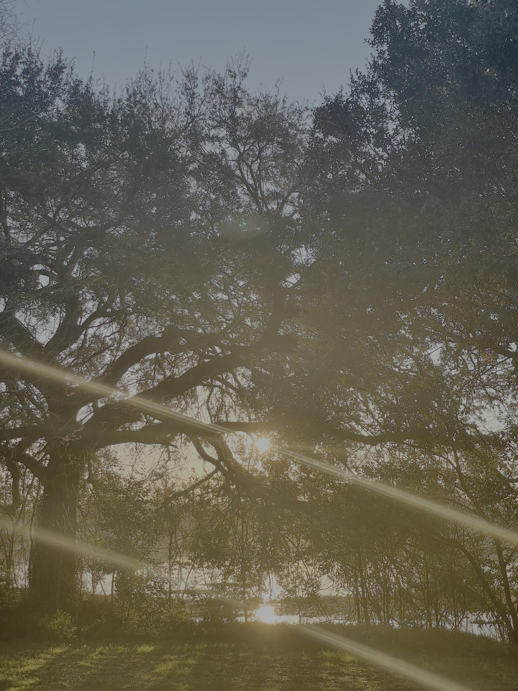 Oak tree with sun flare at golden hour