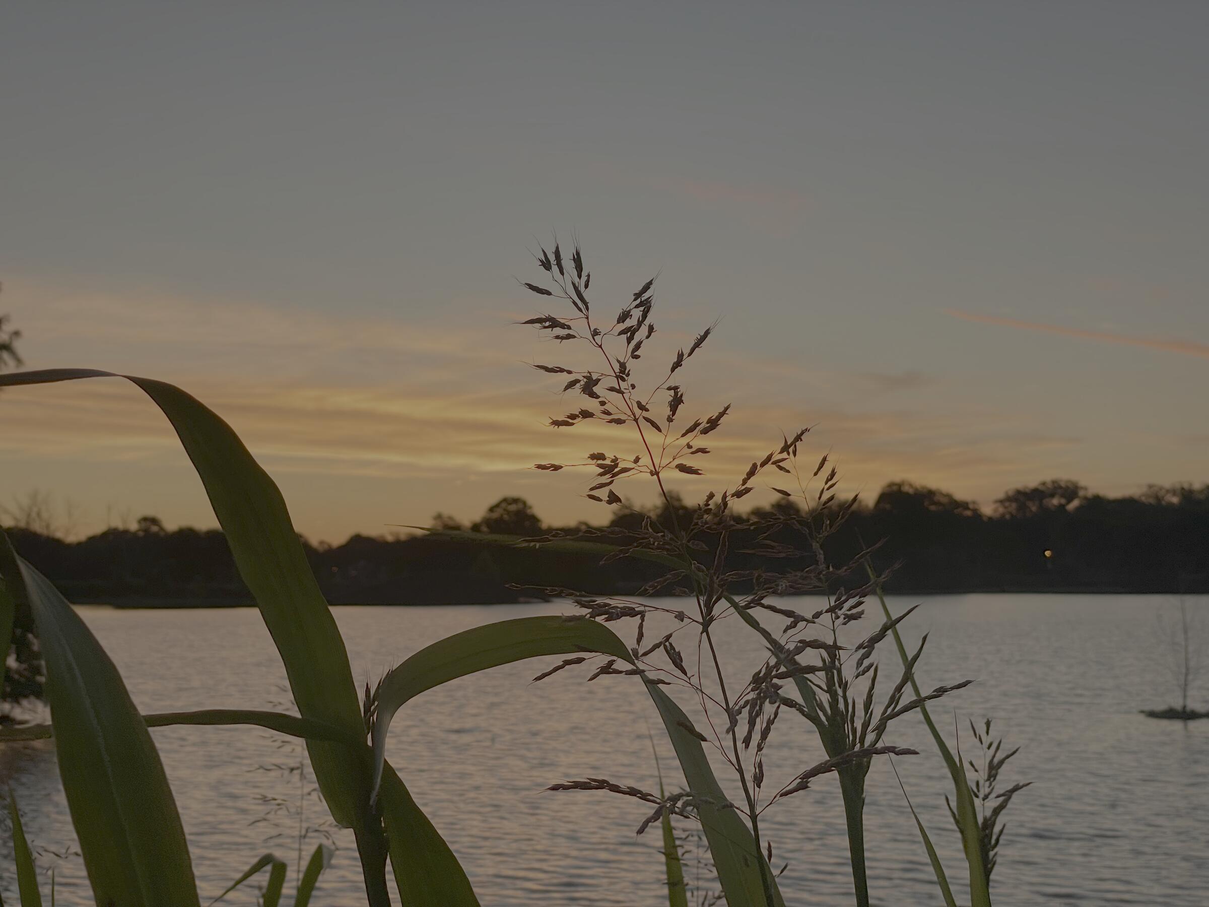 Reeds silhouetted at dusk